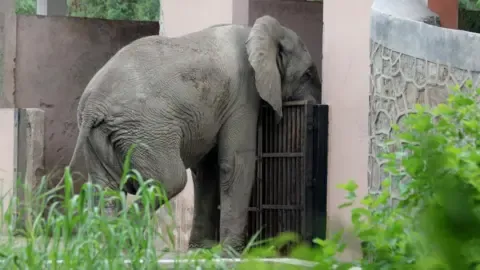 The Solitary Life and Death of Delhi’s Only African Elephant