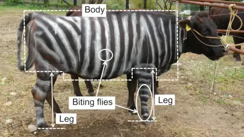 Striped Cattle and Teflon Food Claim Humorous Research Honors